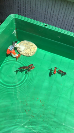 久しぶりの庭ブログの記事動画