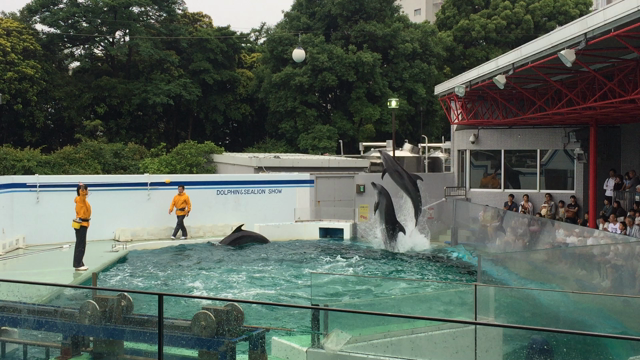 一周年は水族館への記事動画