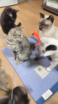 タヌちゃんとの記事動画