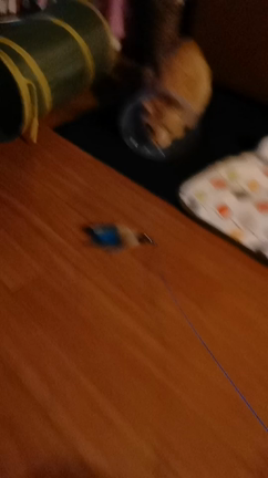 片目のじゃっくん、抜糸しました‼️の記事動画