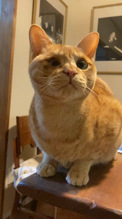 じゃっくん、目の手術します^ ^の記事動画