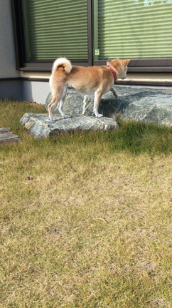 柴犬と遊ぶの記事動画