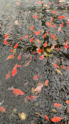 玉サバ釣りの記事動画