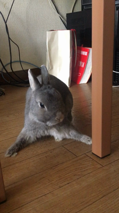 ありがとうくーちゃん。の記事動画