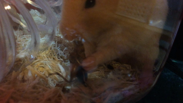 バファリン政宗VSコオロギの記事動画