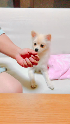 大好きなさつまいもの記事動画