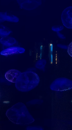 たびたび旅にいきます in ハワイ 観光編③の記事動画