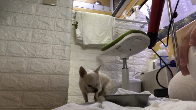 最高齢　わんこ　大きさ別の記事動画