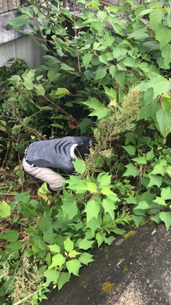 会社まわりの草刈りをしていい汗かいたわ！！の記事動画