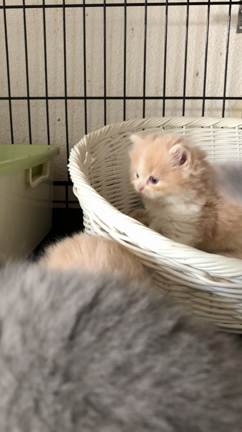 スコティッシュフォールドのちびっこの記事動画