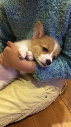 メロメロの術の記事動画