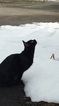 ロックオン！の記事動画