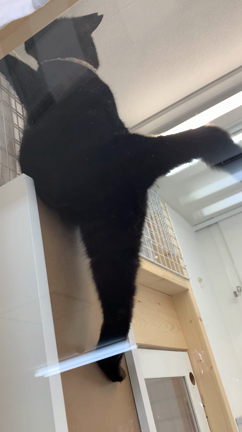 荒ぶるクロエたん　／　明日は休館日の記事動画