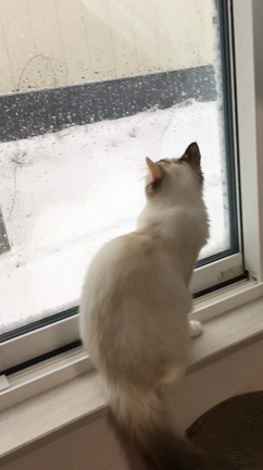 白いふわふわしたものの記事動画