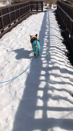 雪散歩の記事動画