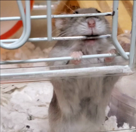 ◇通院お疲れﾁｬﾝ会◇の記事動画