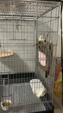 ＊＊フクロモモンガお迎え＊＊の記事動画