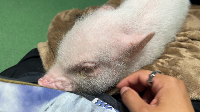 ぶたかふぇの記事動画