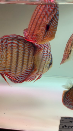 コラム ディスカスに与える餌について ペットバルーン ネットショップ