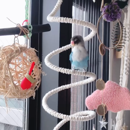 スパイラルロープパーチ | ピーちゃんと一緒 ♫