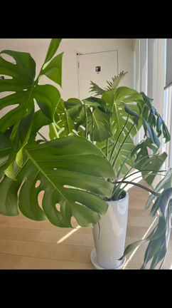 4月20日　ご縁ムスビ開運マルシェの記事動画