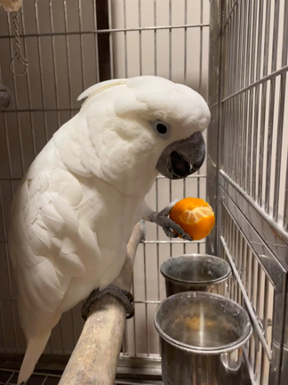 そらとみかん ⑤の記事動画