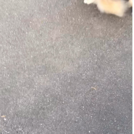 あかりんに誘われるの記事動画