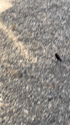 できない子ぶりっ子の記事動画