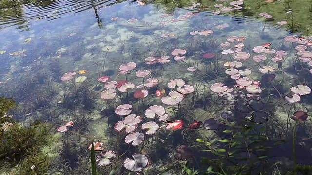 モネの池を目指して・・・の記事動画