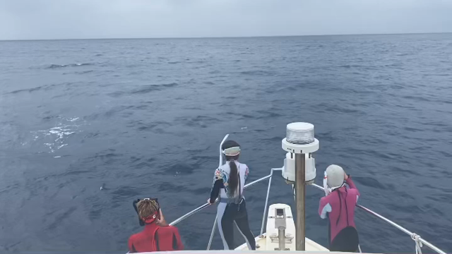 2021 徳之島ホエールウォッチング&スイムのご案内の記事動画