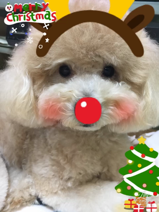 クリスマスパーティー！の記事動画