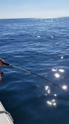 真鯛釣りの記事動画