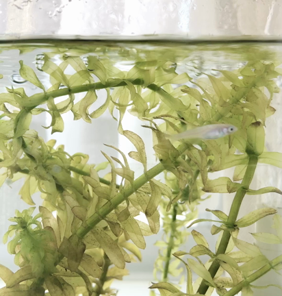 試してみて！　＼(゜ロ＼)(／ロ゜)／の記事動画