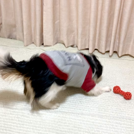 告知と、犬との生活の記事動画