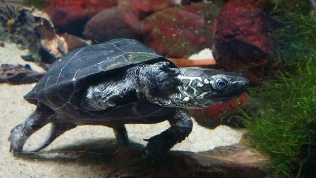 下関海峡館の記事動画