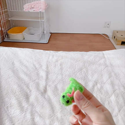 【エイズキャリア】キジトラ　タオちゃん　里親様募集★の記事動画