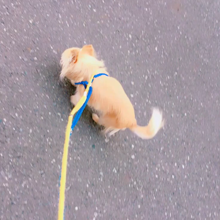 お預かり日記②の記事動画