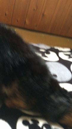 ##S ＆ A##愛犬ちゃん##の記事動画