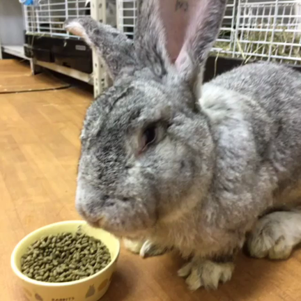 フレミッシュジャイアント 東京の記事動画