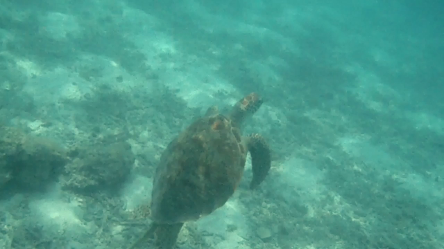 沖縄 夢叶うの記事動画