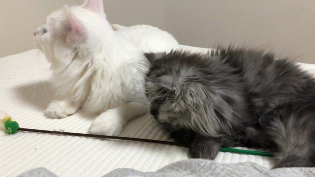 猫を亡くし、猫に救われるの記事動画