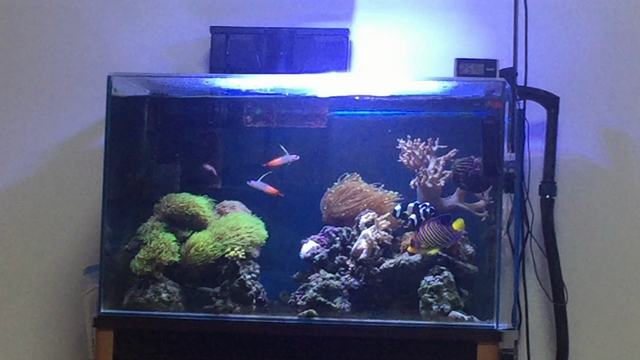 復活なるか！？立てー！立つんだー！の記事動画