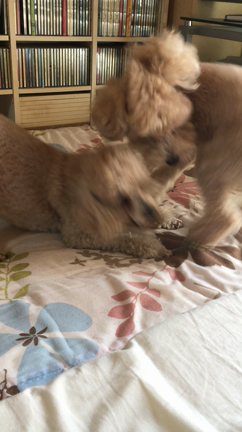 三連休♪の記事動画