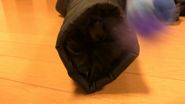 やっぱネコ最高の記事動画