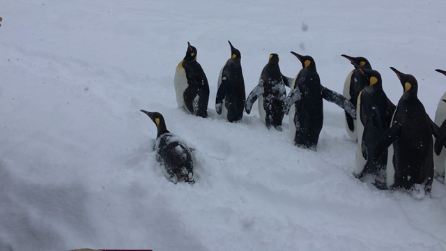 ベストお散歩！の記事動画