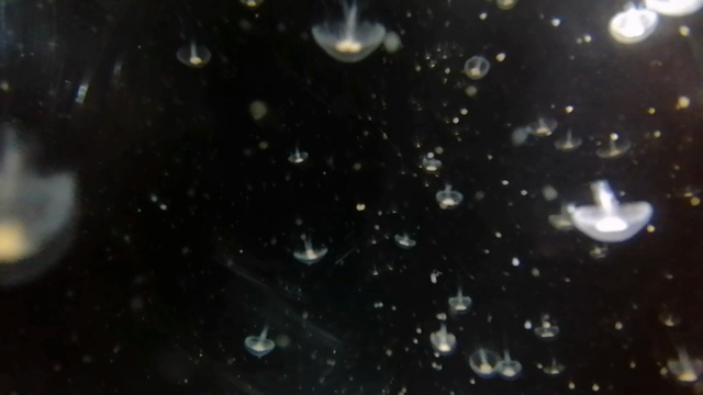 サンバダンサーエロイザが周防大島に行ってきたの記事動画