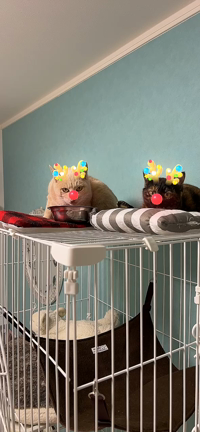 Merry Christmas♡の記事動画