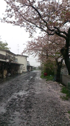 助けられなかった……の記事動画