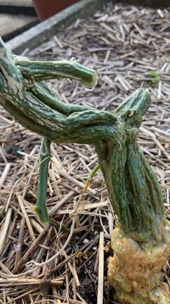 感動‼️  植物の生命力‼️の記事動画