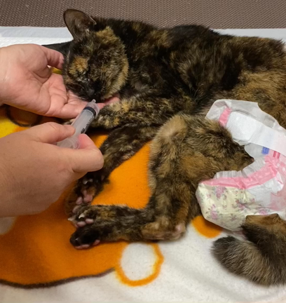 ビーちゃんらしさの記事動画